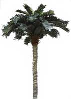 Sago Palm